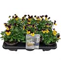 Afbeelding van Viola P12 Klbl XXL Yellow purple jump up